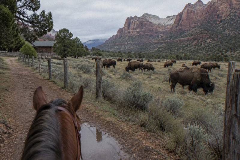 Gentle Ride Around A Bison Preserve