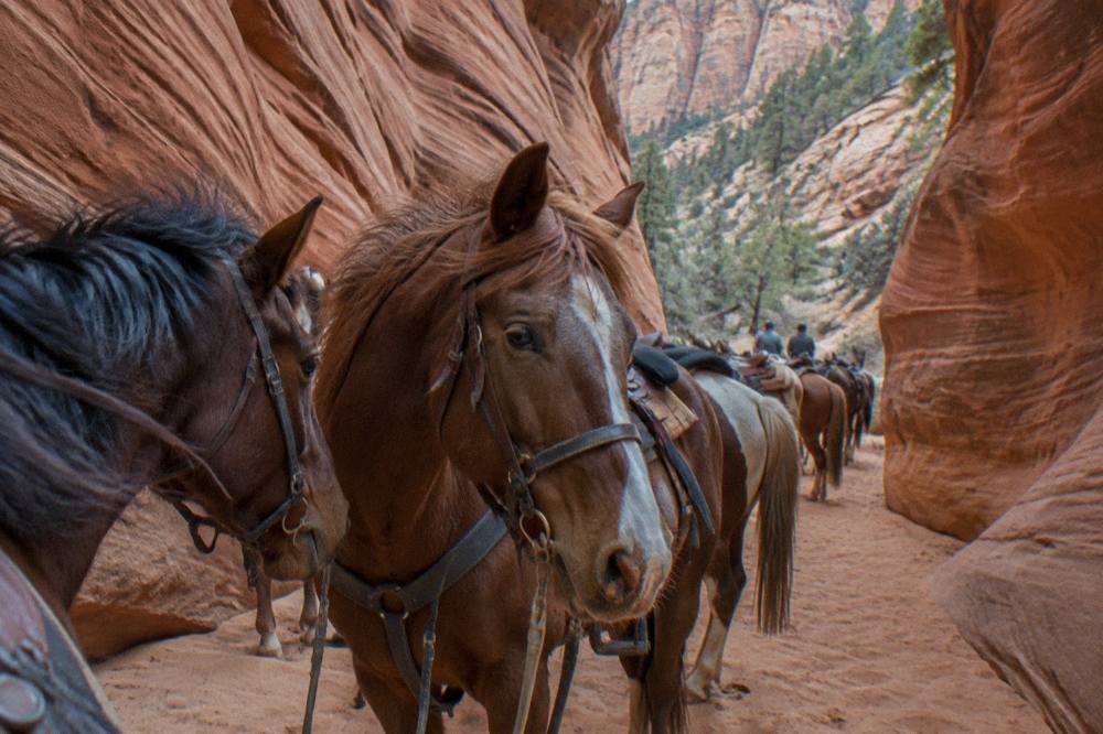 Horses standing in a sandy wash between tall red rock walls