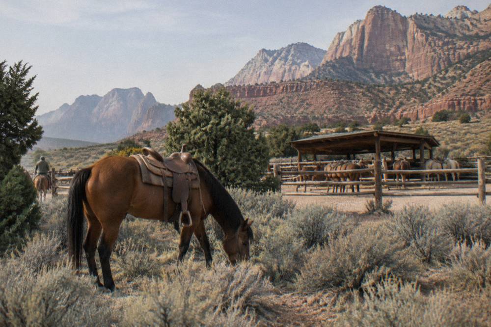 A saddle horse grazing near juniper and sagebrush with mesas in the distance