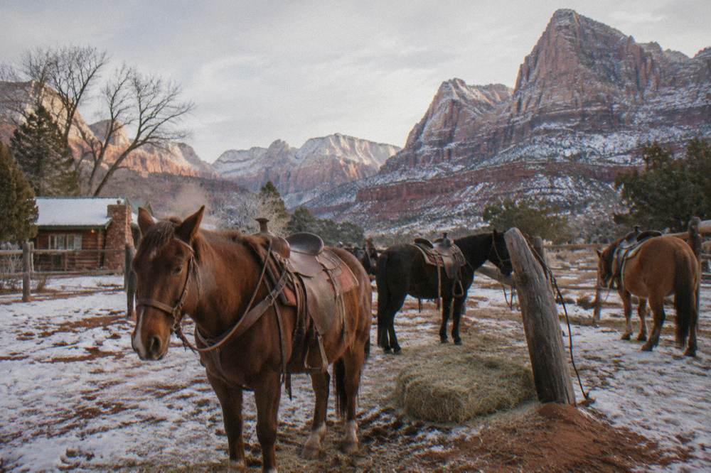 Horses standing in a clearing with wide sandstone mesas in the background