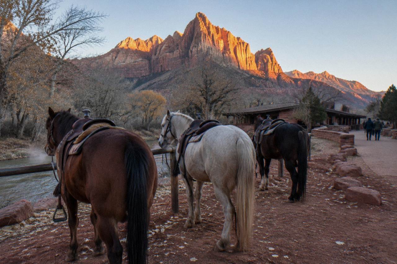 Horses standing on a red dirt trail below tall sandstone cliffs at sunset