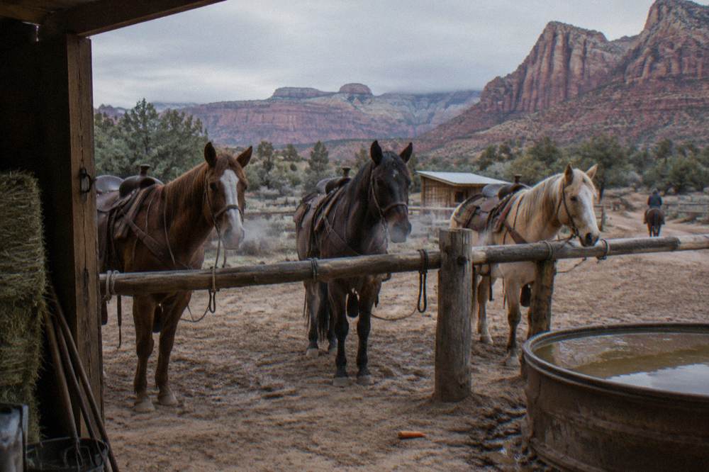 Horses standing saddled at a ranch fence with wide desert plateau country behind them