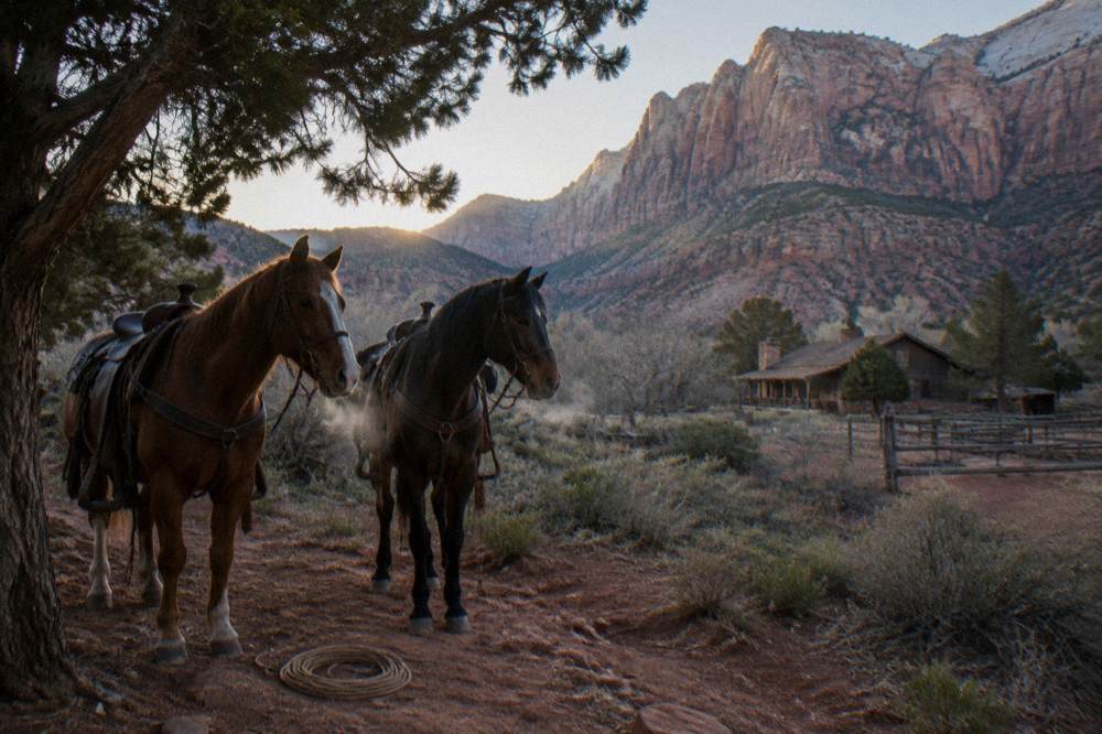 Two trail horses standing on a dirt path beneath tall rock cliffs