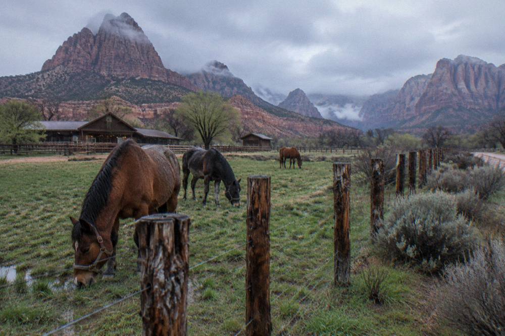 Horses grazing near a fence line with layered canyon mesas in soft evening light