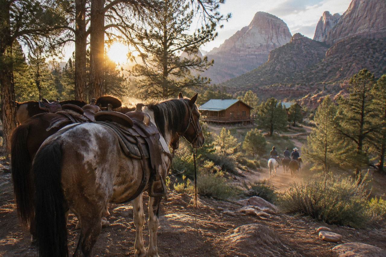 Saddle horses standing on a high desert plateau above red rock cliffs at golden hour