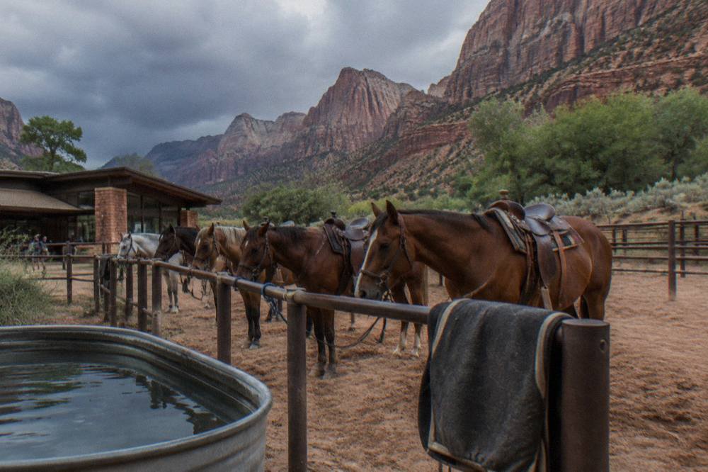 A string of saddle horses standing in a sandy corral beneath tall red rock cliffs