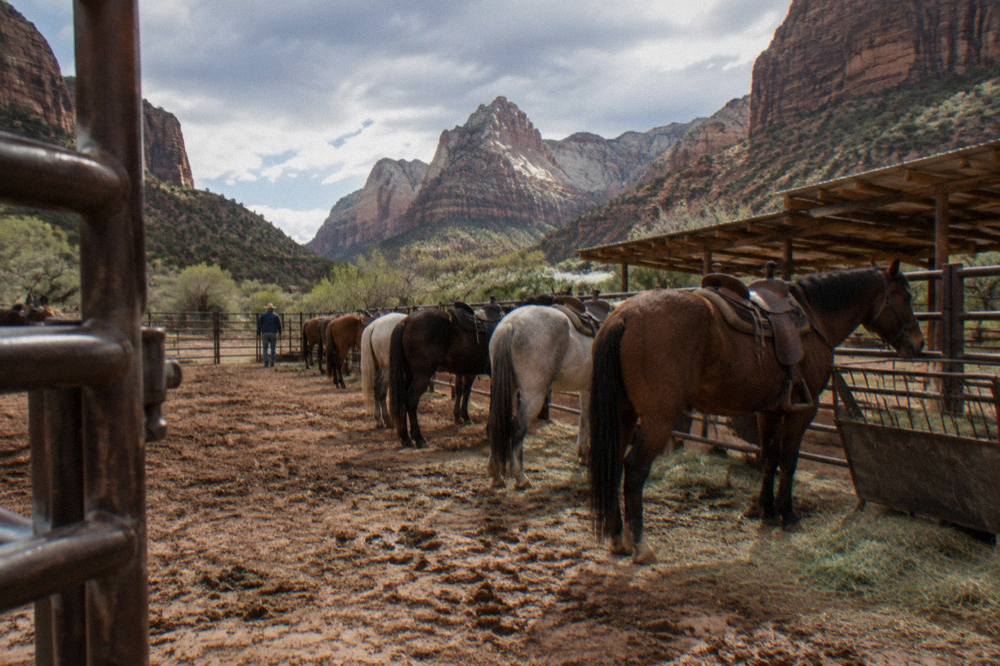 Horses standing in a corral beside red rock formations on the east side of Zion