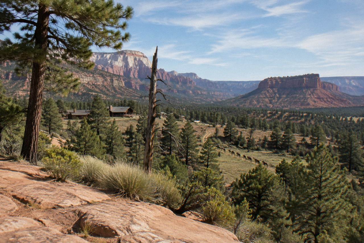 Red rock mesas and ponderosa forest on the east side of Zion National Park under a wide sky
