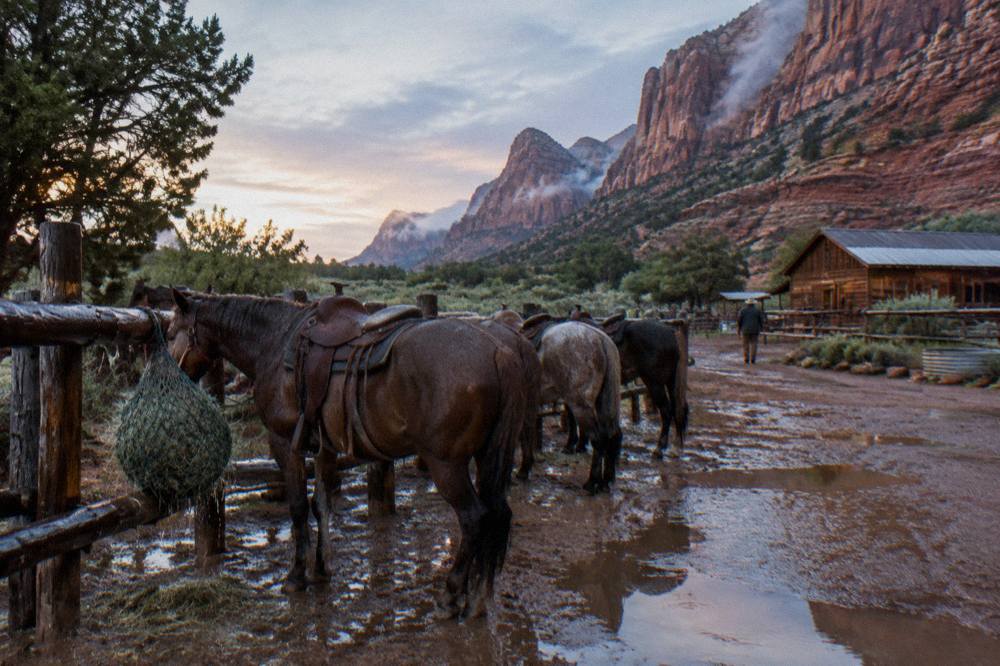 Saddle horses standing in a corral beside red rock cliffs at dawn