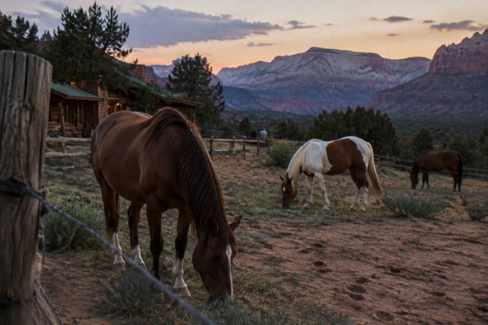Horses grazing near a fence with layered mesas behind them at dusk