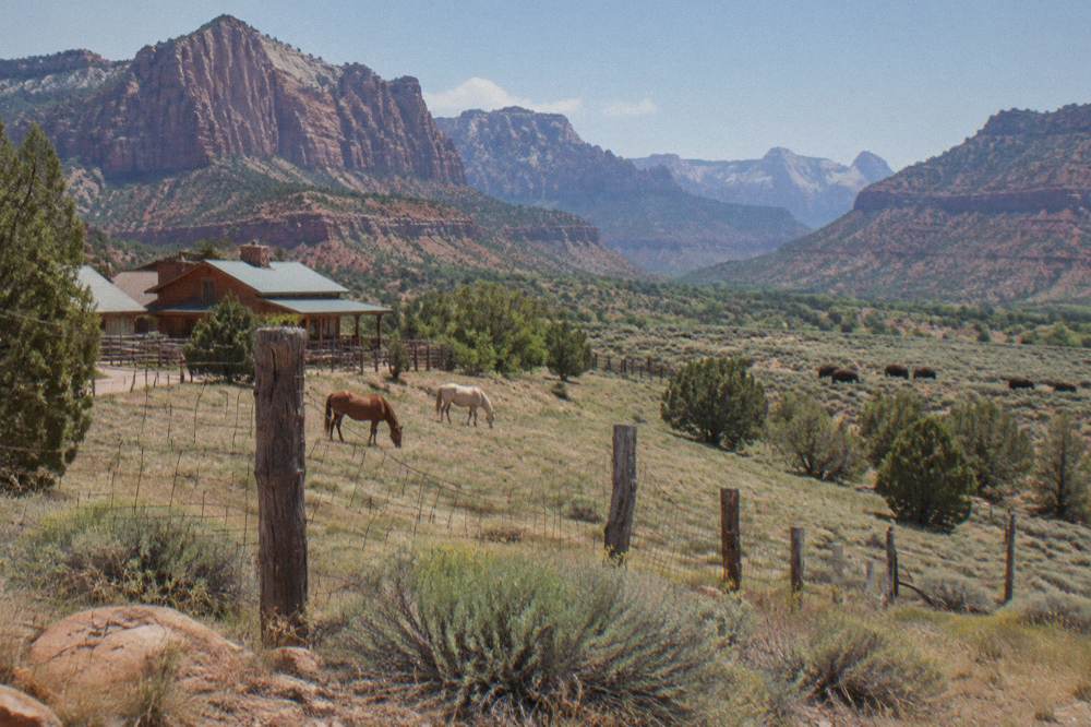 Horses grazing near a fence line with layered canyon mesas behind them