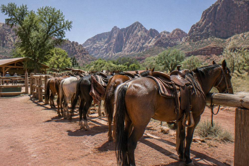A small string of saddle horses standing resting at a wooden ranch corral under a wide desert sky.