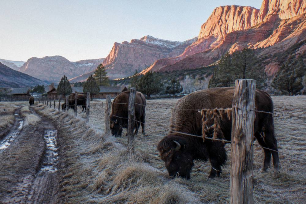 Bison grazing near a fence line on a high plateau with canyon rims behind