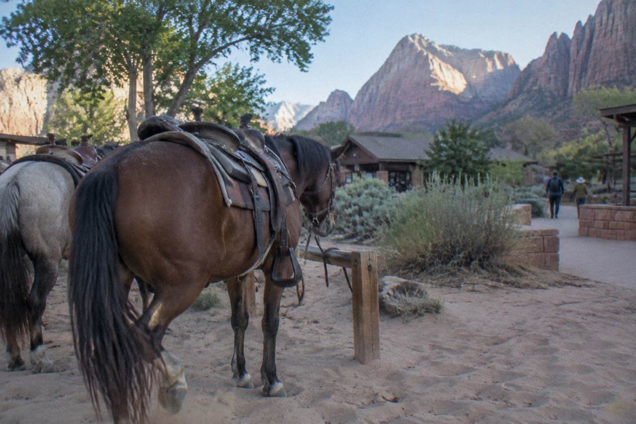 Saddle horses standing on a sandy trail bench beneath tall red rock cliffs in Zion Canyon