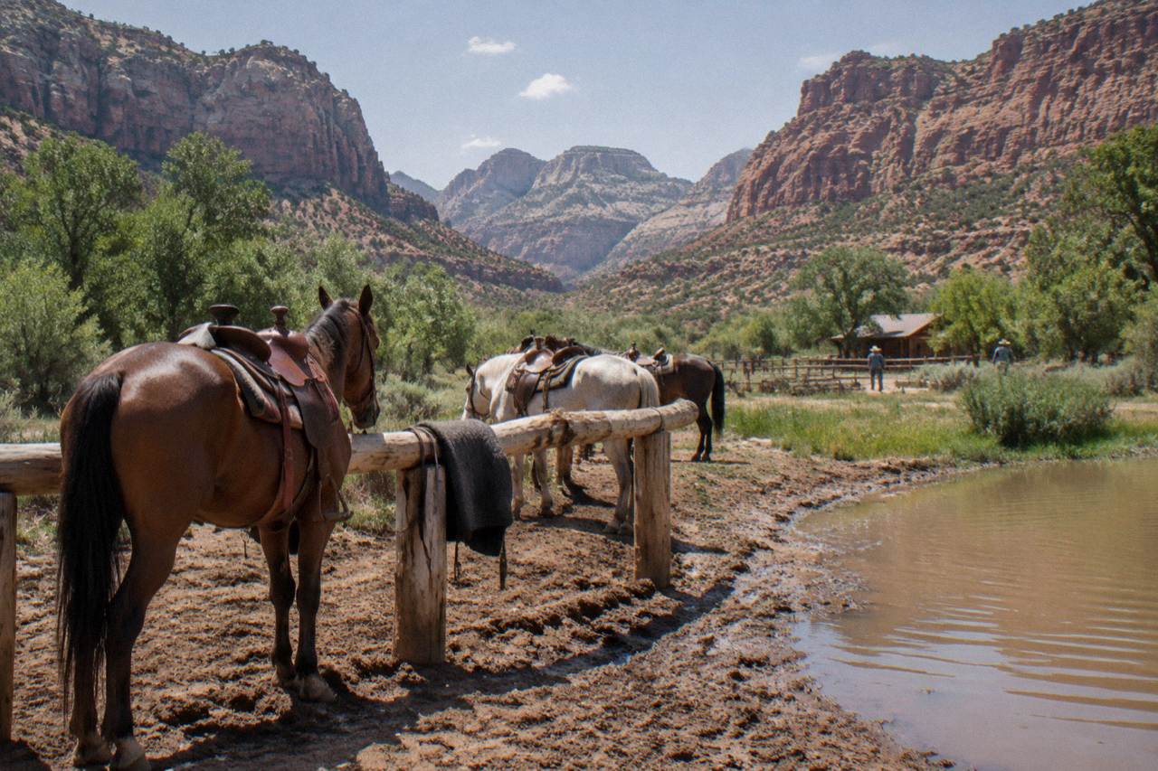 Saddled horses standing in dry red rock country with layered mesa cliffs in the background