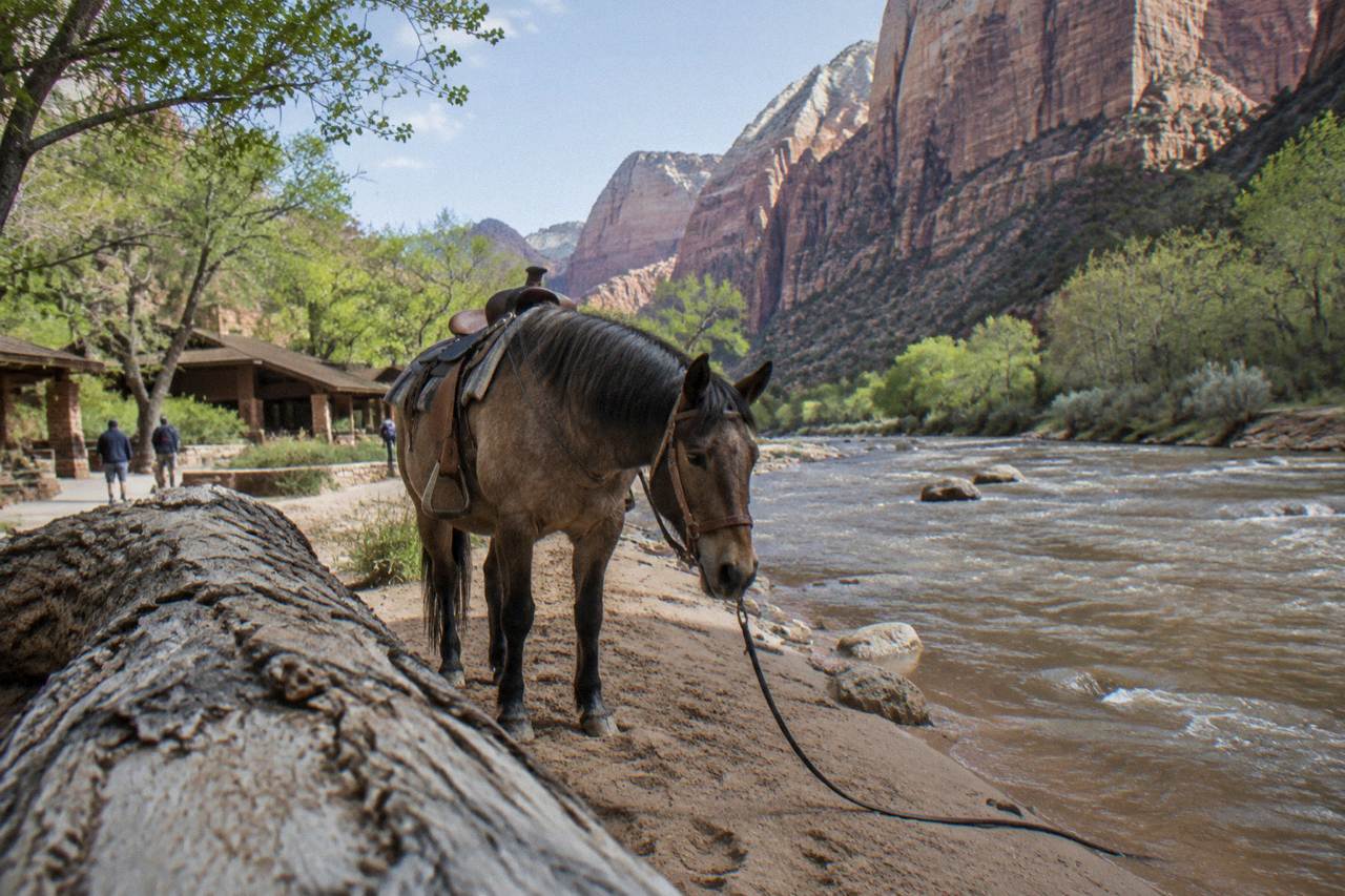 Horses standing on a sandy trail beside a river beneath tall red canyon walls