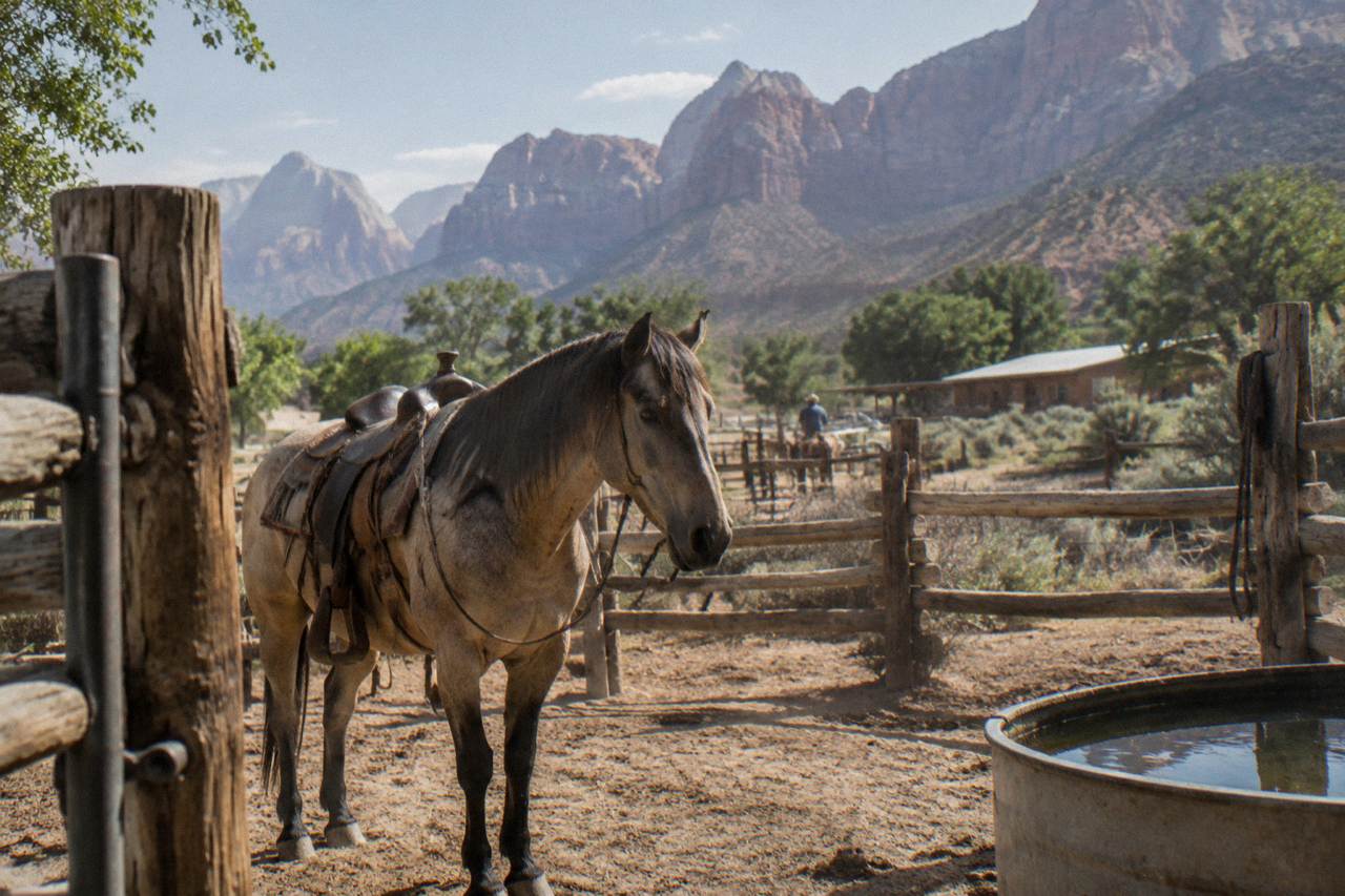 A gentle trail horse standing ready near red rock cliffs on a sunny morning in southern Utah