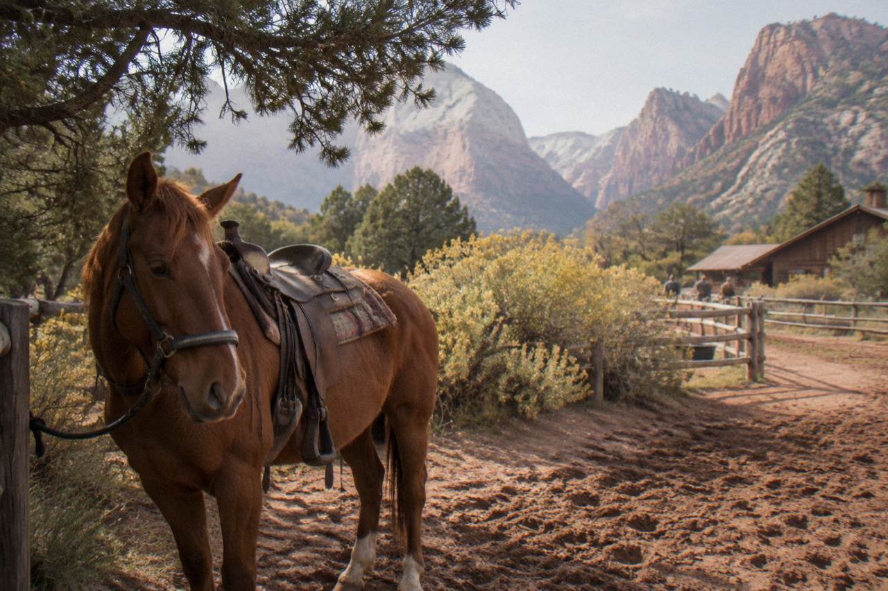 Chestnut horse standing calmly on a red dirt trail with sandstone cliffs behind