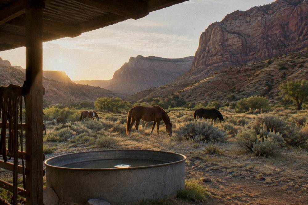 Horses grazing on dry rangeland beneath tall sandstone cliffs in evening light