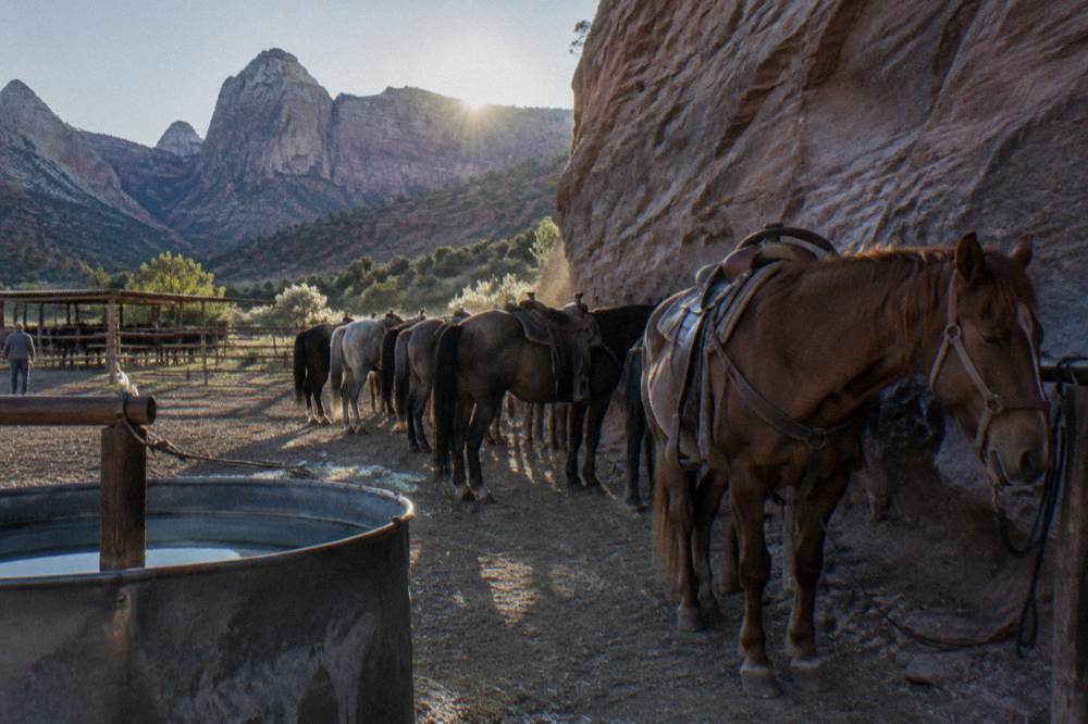 A line of pack horses standing in a shaded corral near a canyon wall in early morning light