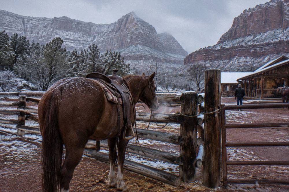 A wide saddle horse standing calmly beside a ranch fence at dusk
