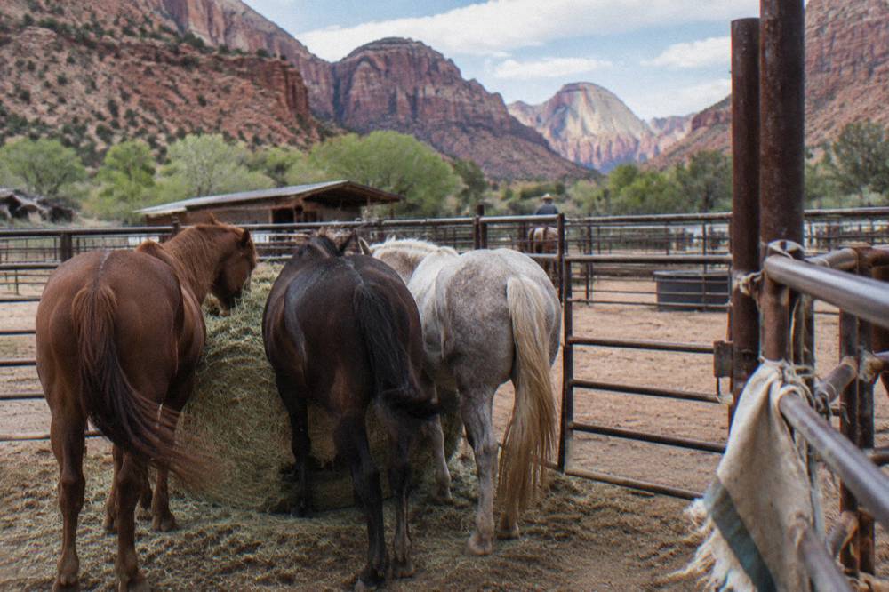 Horses standing in a corral near red mesas outside Zion National Park