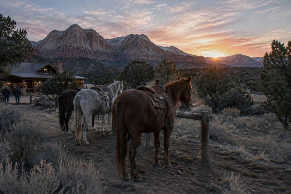 Horses standing on a sage plateau as the sun sets behind distant mesa cliffs
