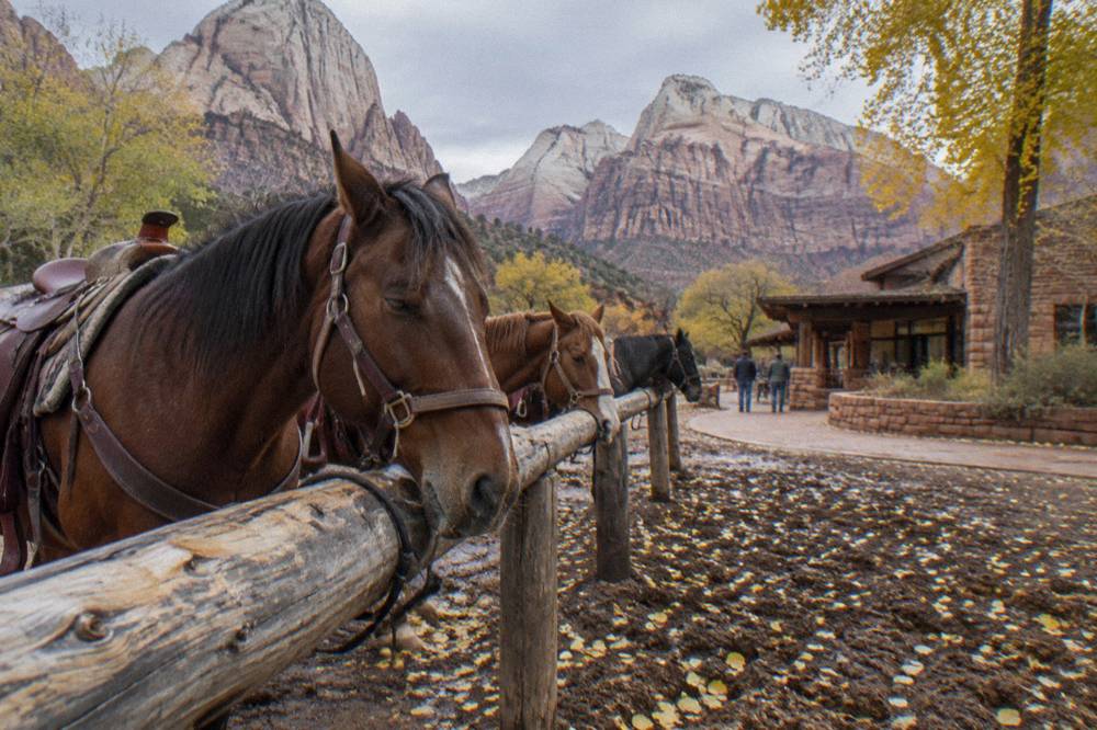 Horses standing rested at a corral fence under tall pale cliffs