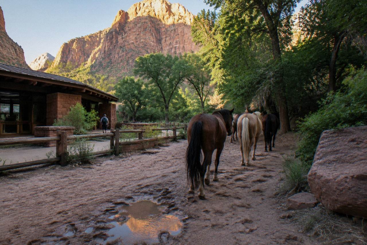Red rock canyon walls rising above a sandy trail with horses walking single file